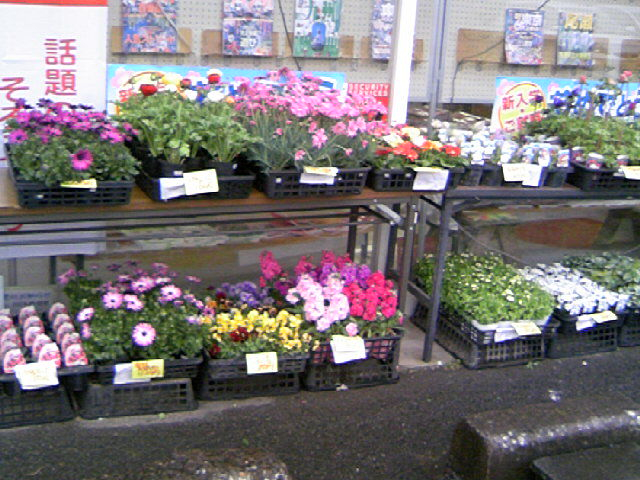 ビオラ 等々花苗 入荷