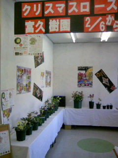 クリスマスローズ 富久樹園展 始まる