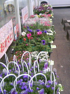 花の苗 再開入荷