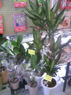 観葉植物 ドラセナ入荷
