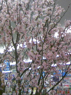店内に東海桜満開でーす