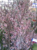 切花 桜の木
