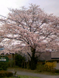 桜 満開