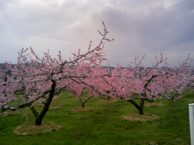 梅の次は 桃の花です