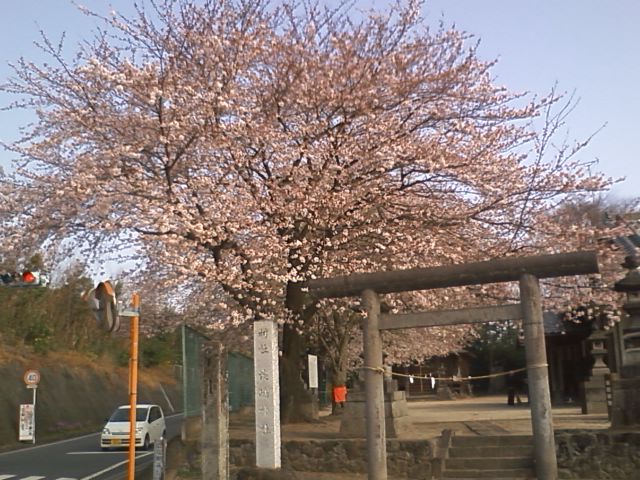 青梨子 熊野神社 の桜